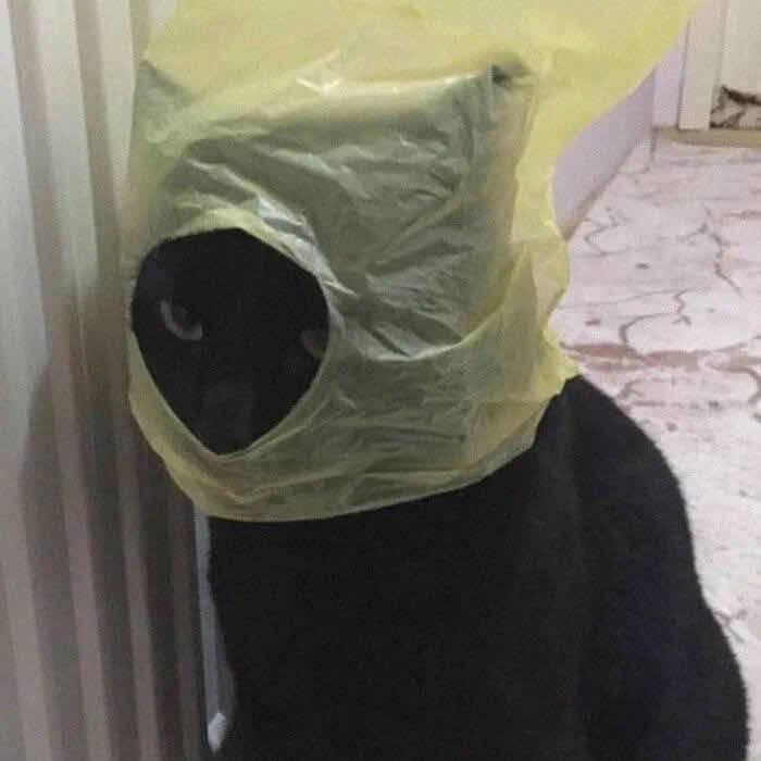 请叫我猪头肉！