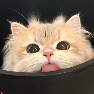 泡芙小猫
