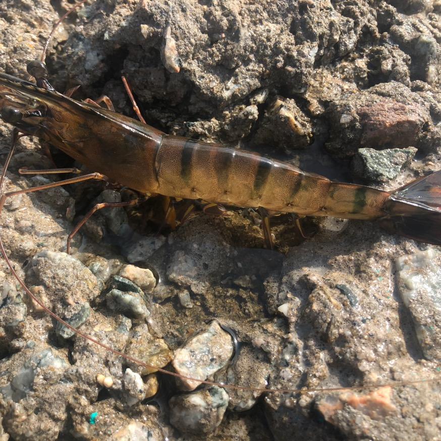 武炎生鲜黑虎虾
