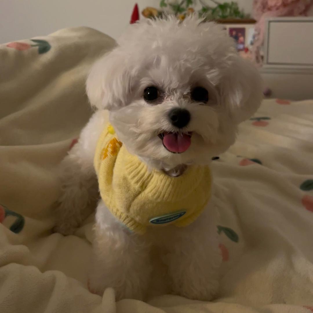 芝麻德芙小元宵椰🥥