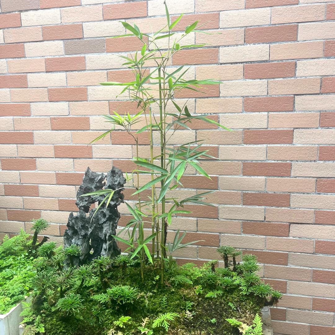 怀集园林、奇石信息