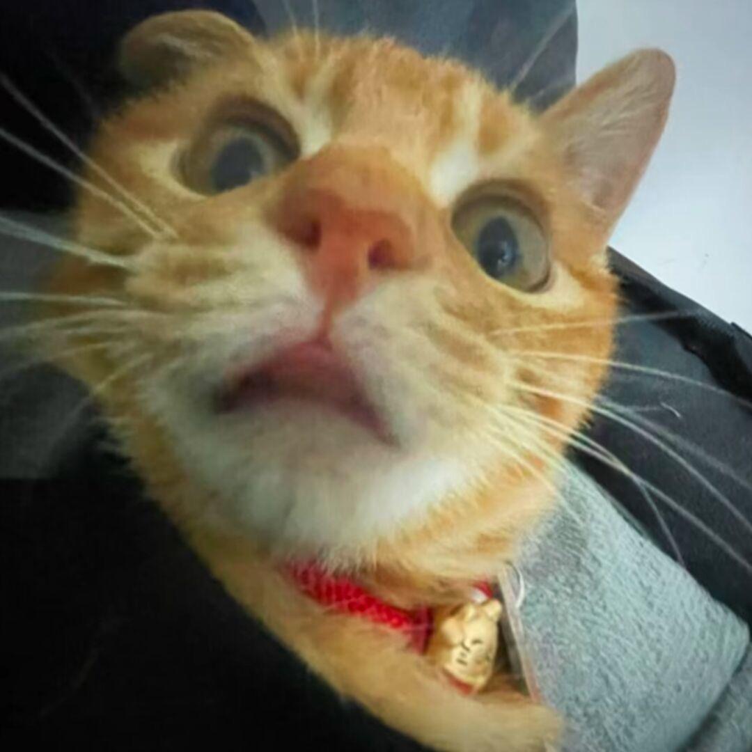 重生之我在精神病院搬砖