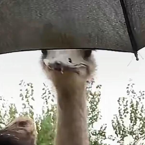 狗熊岭彭于晏