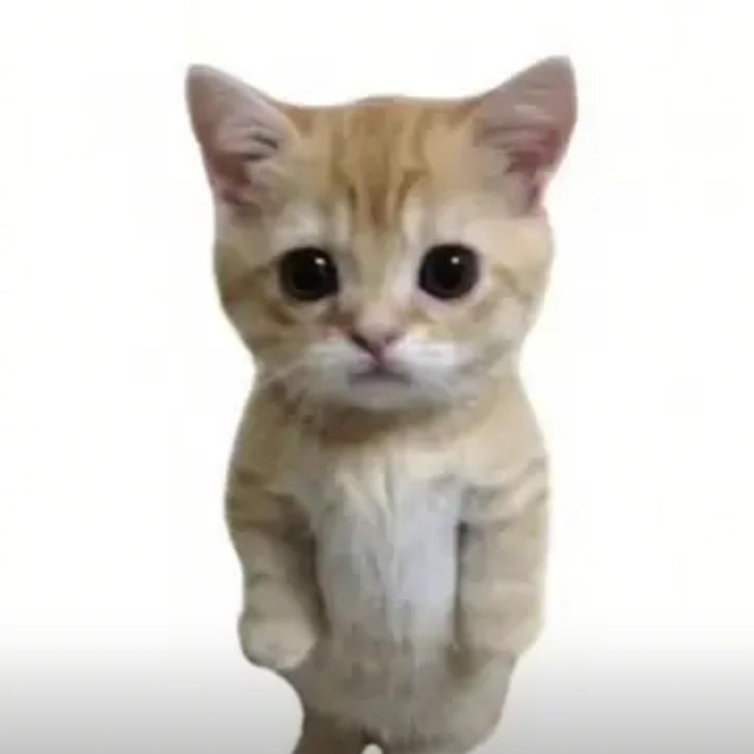 很多鸟陪我飞过太平洋