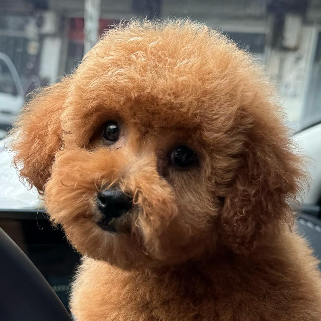麻团🐶