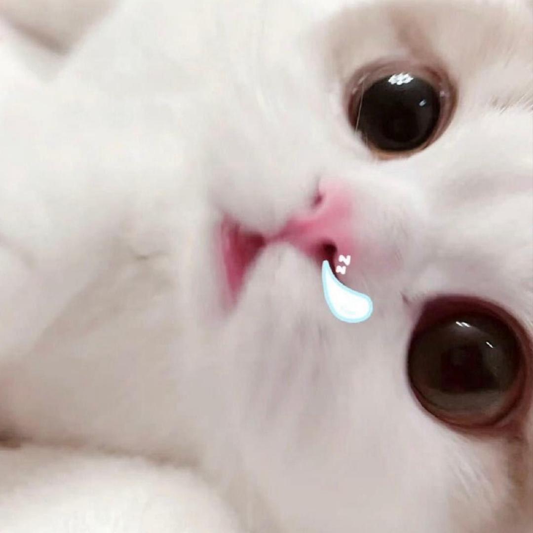 大壮马