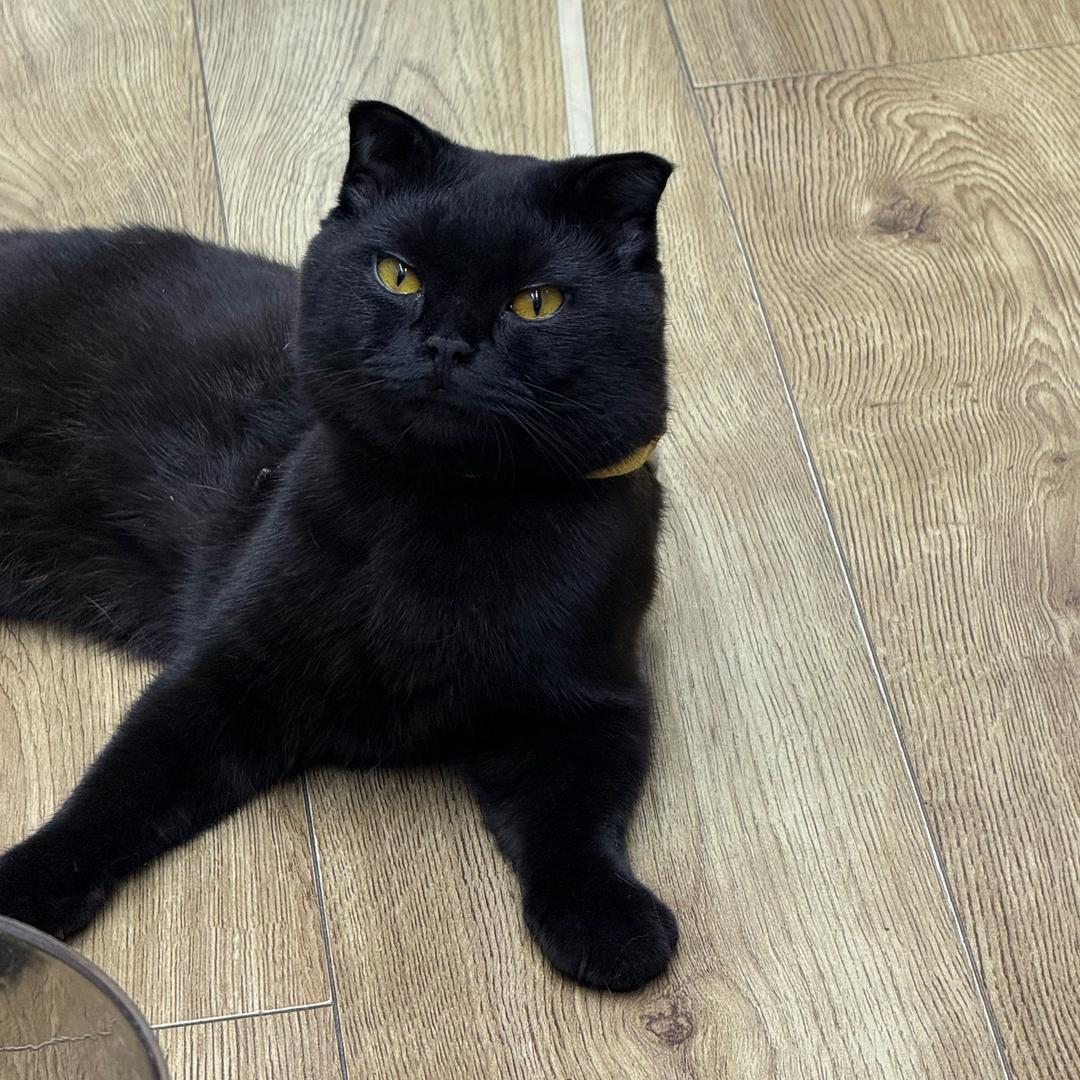 茉莉和妞宝（吸手指版）