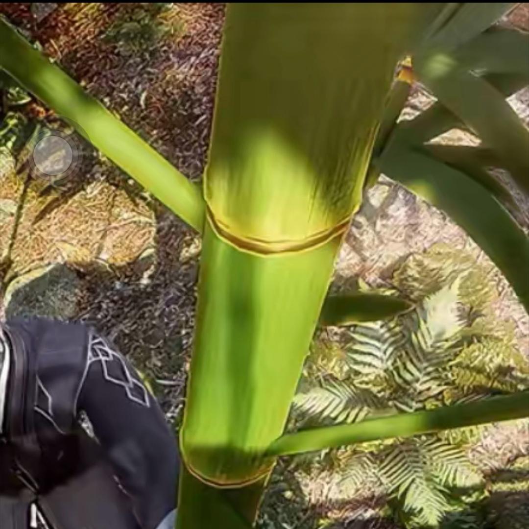 十年孤竹（差点成为神的第一个魂环版）