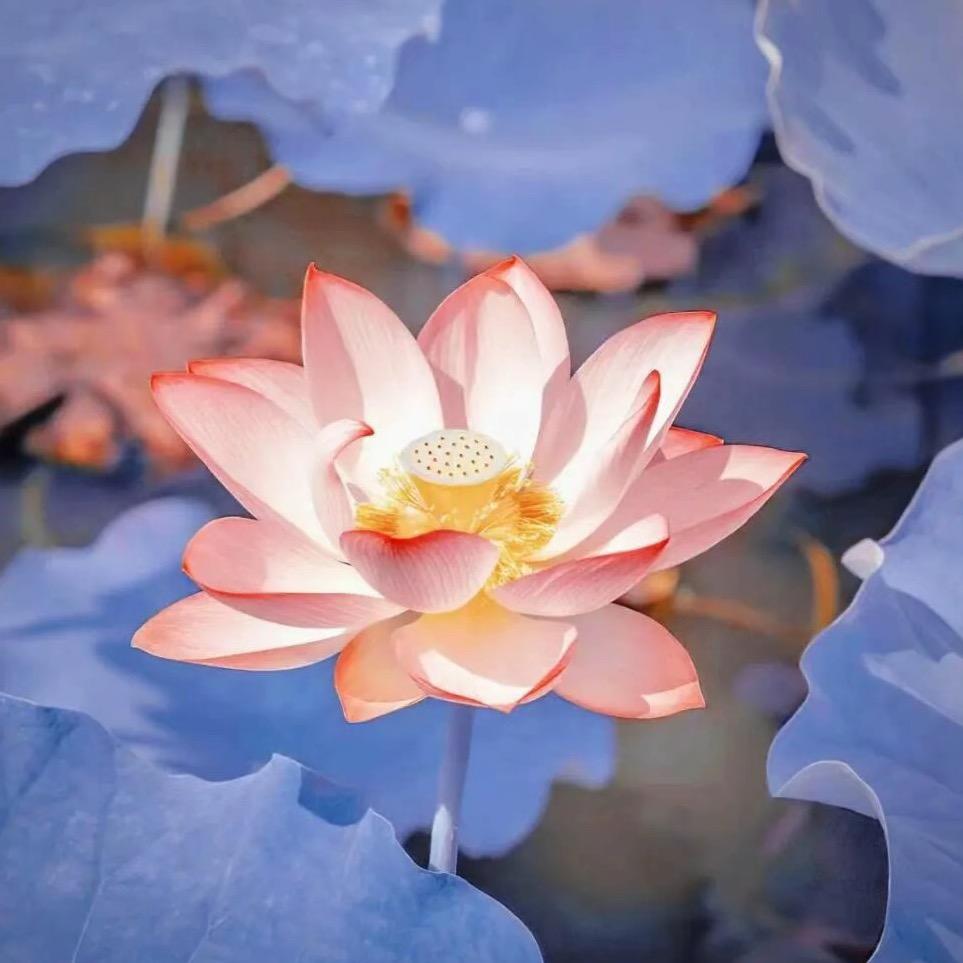 小七正品