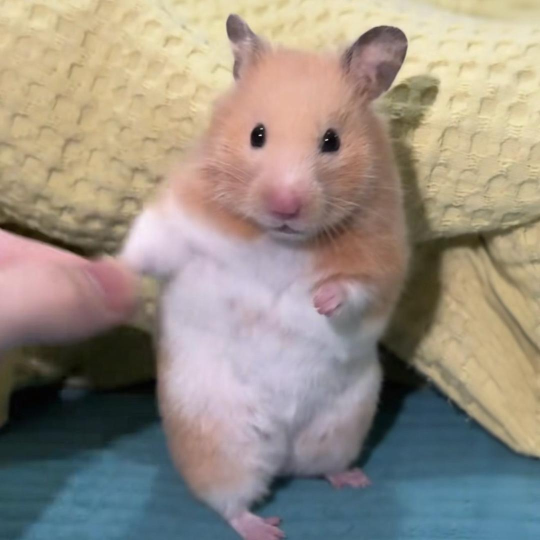 姐姐