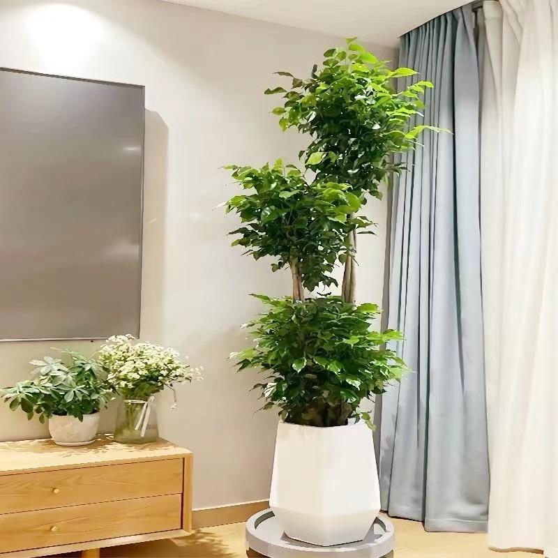 雷鸣绿植基地