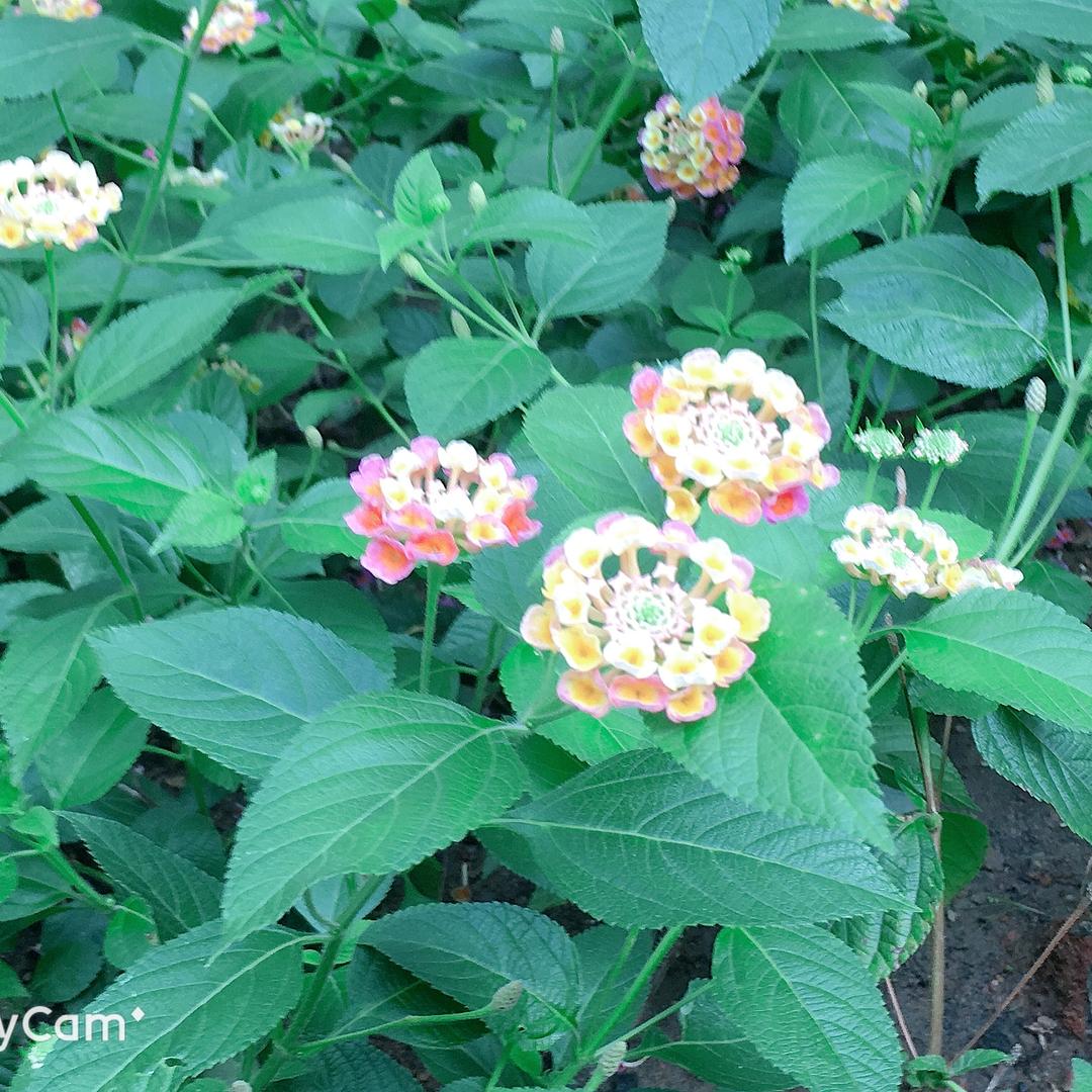 A东门烤面筋赵大爷