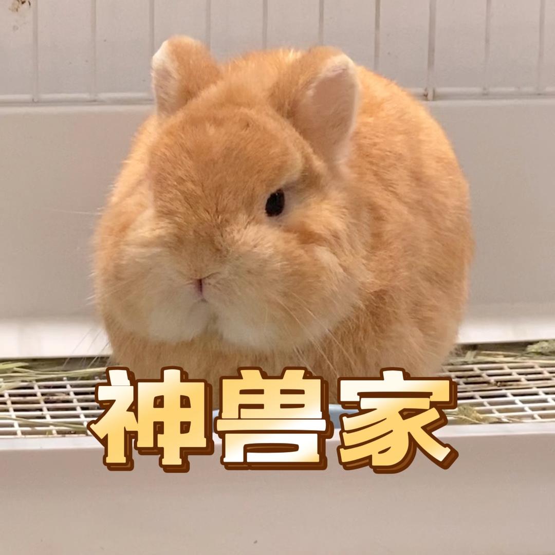沪神兽家纯种侏儒兔
