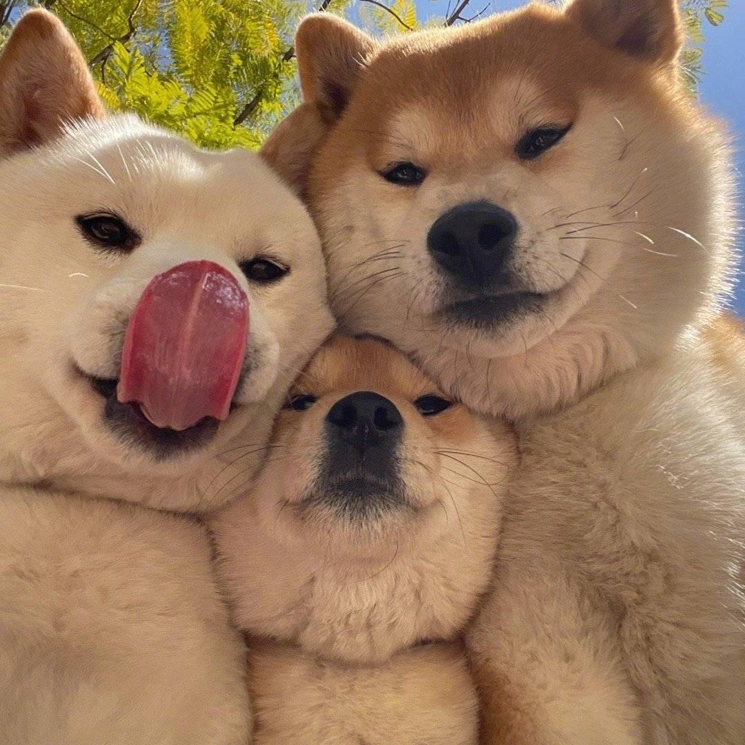 三囍快乐生活