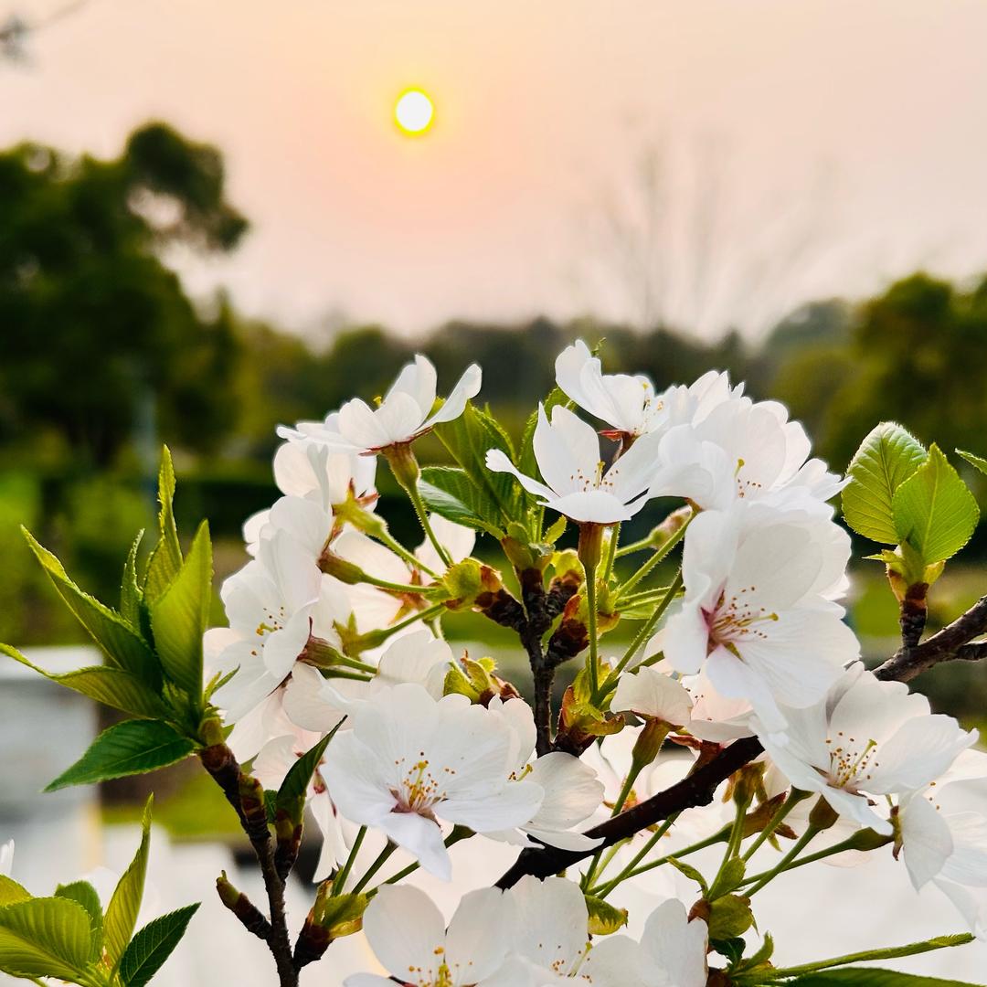 花瓣