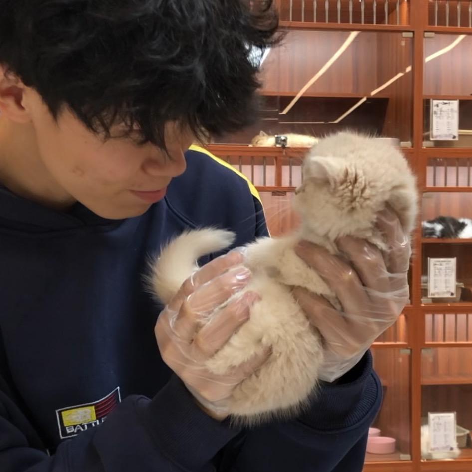 张冬冬的说猫日记