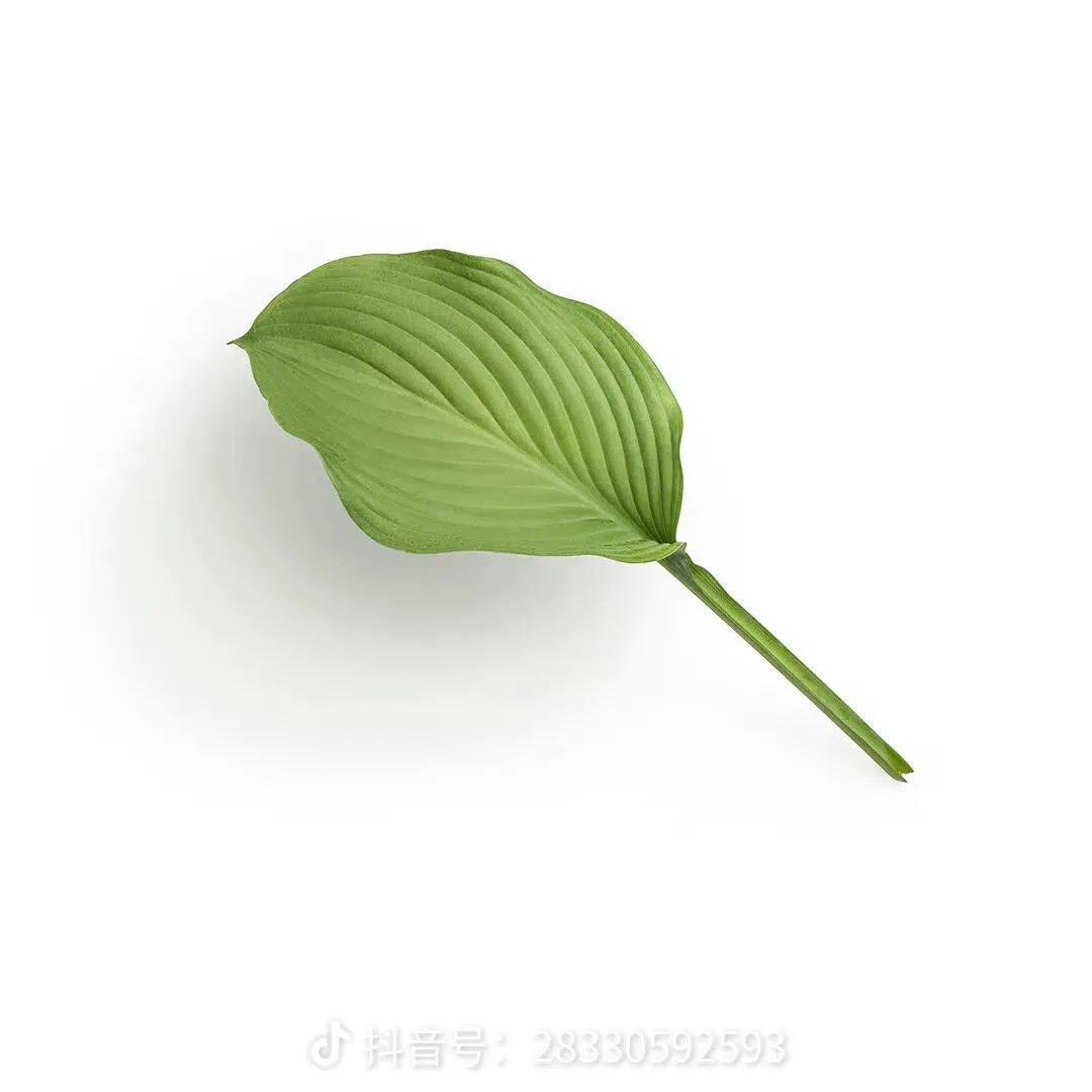 不长肉也·