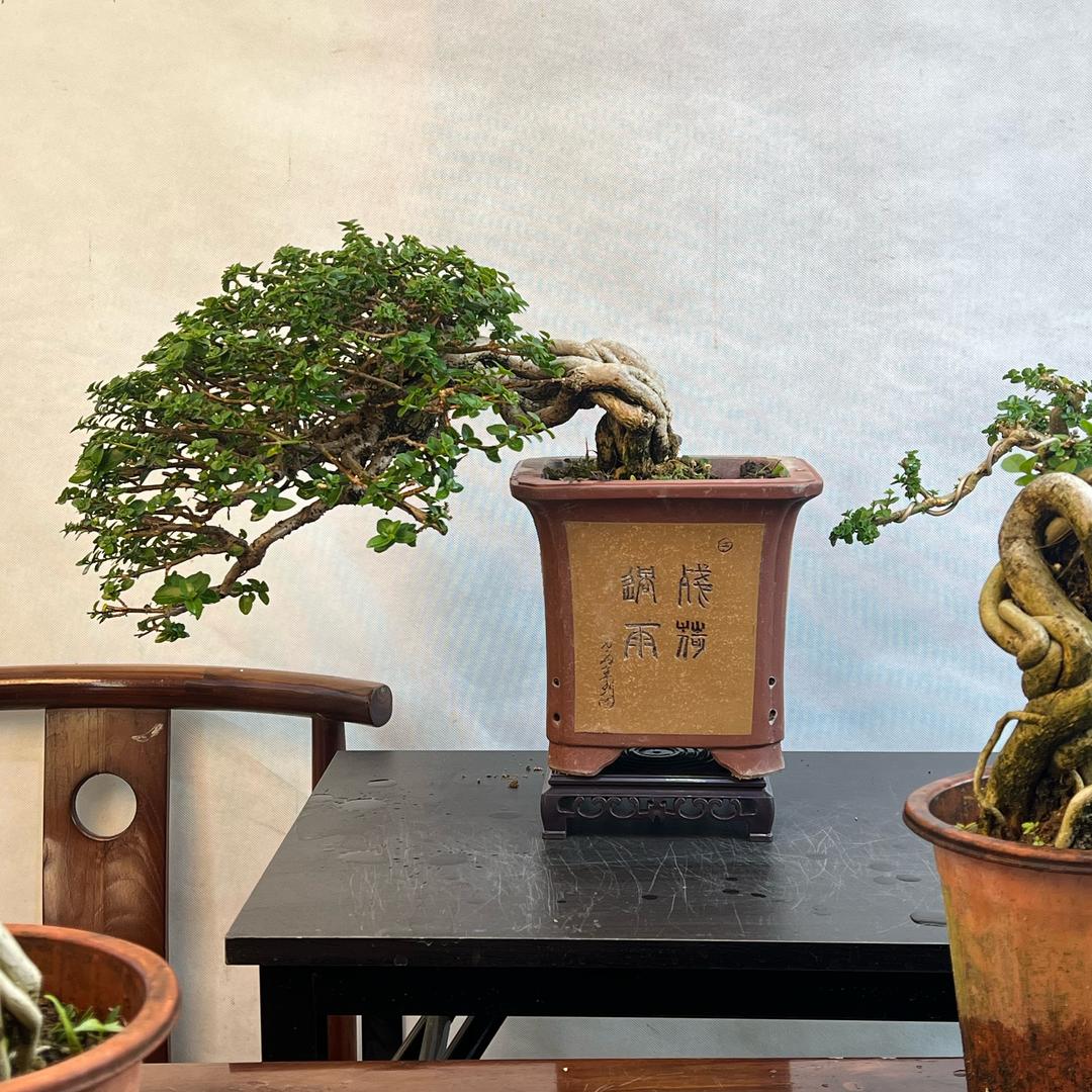 林博花店