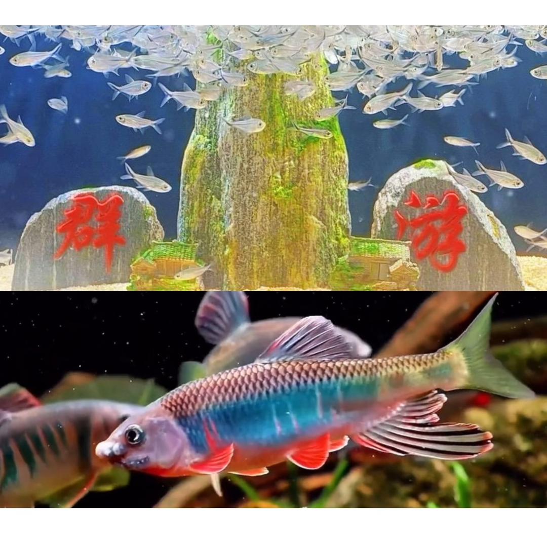 臻龍养鱼