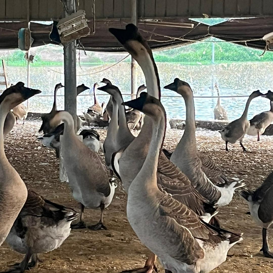 90后@文仔自家种鹅场鹅苗🦢🦢🦢