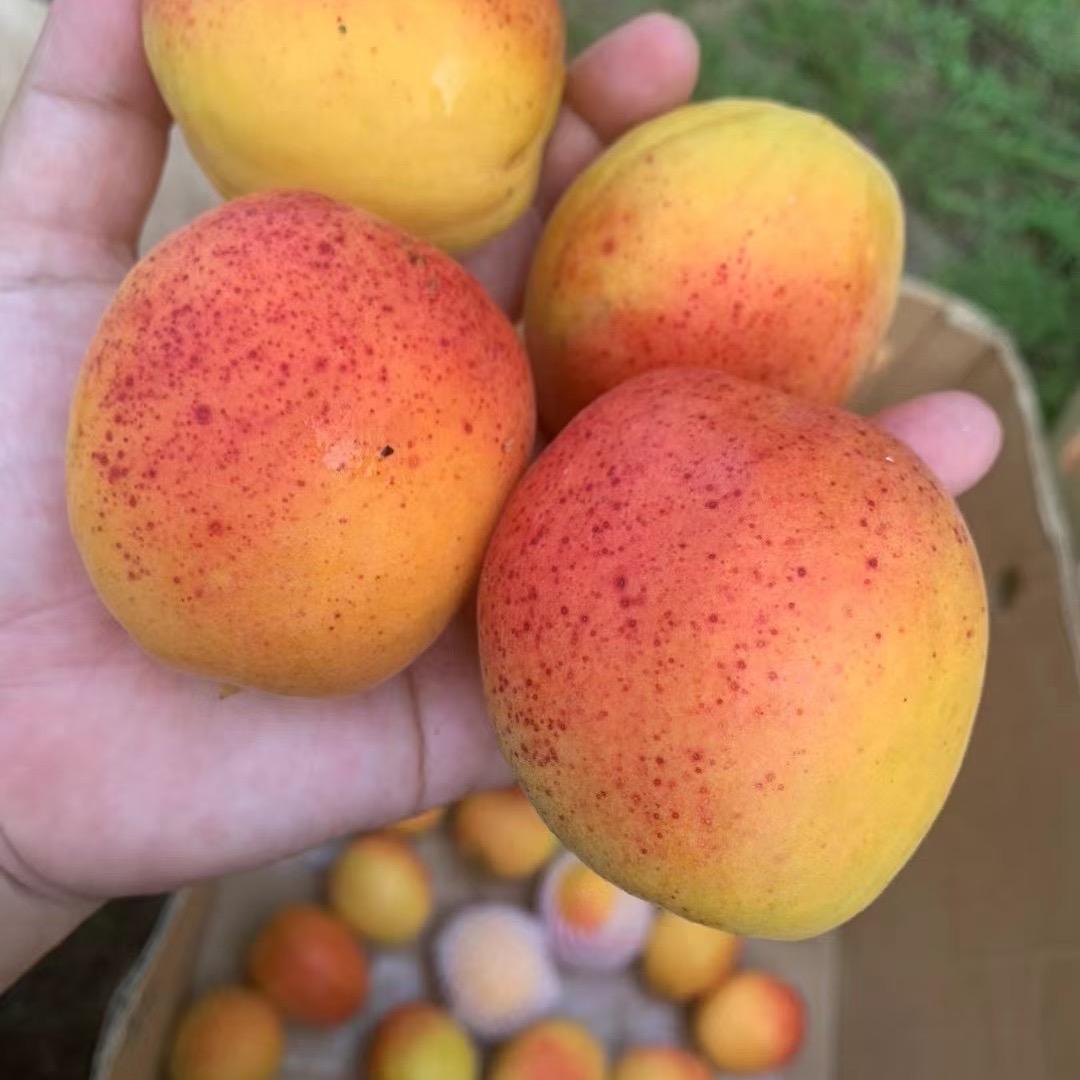 当地土特产🍒
