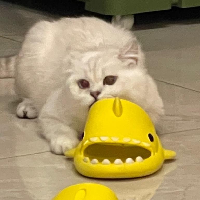 团子来了
