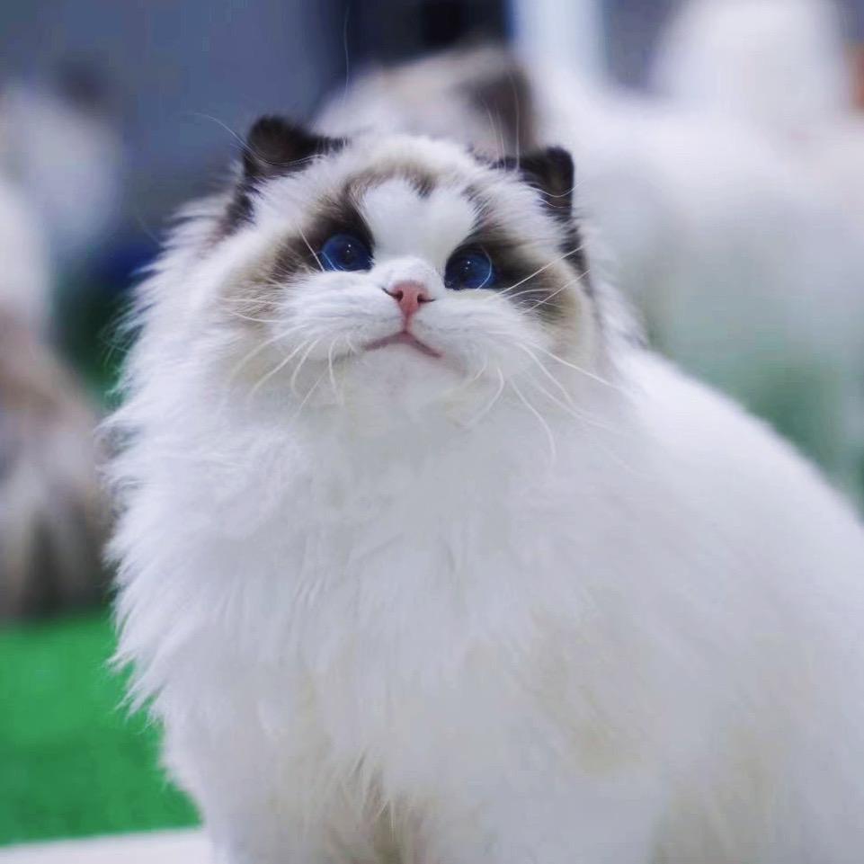 甜娃娃Sweet baby布偶猫