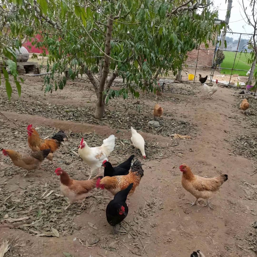 爱养鸡的小王