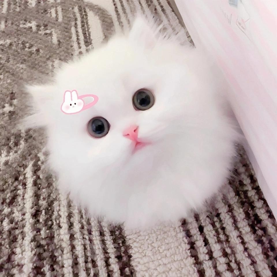 透明