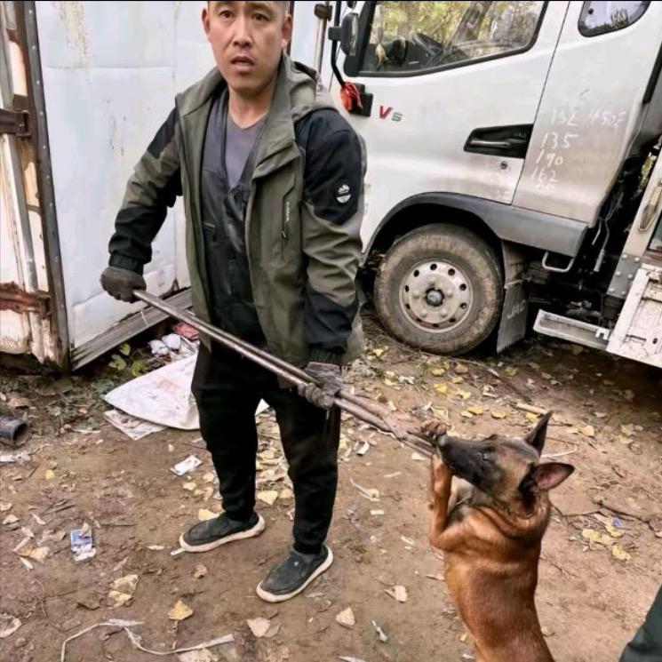 AAA专业套狗王师傅（全国可套）