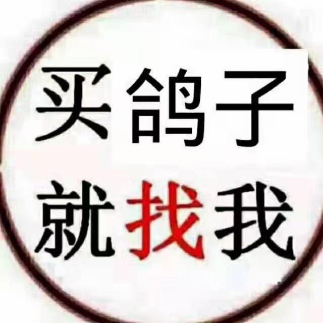 中国🇨🇳信鸽天落鸟