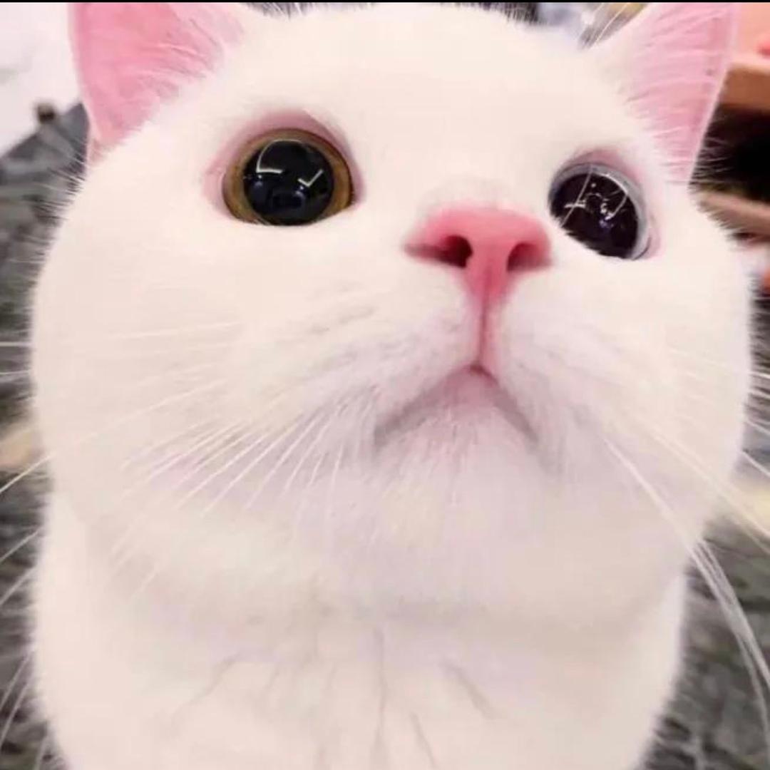 心碎小猫