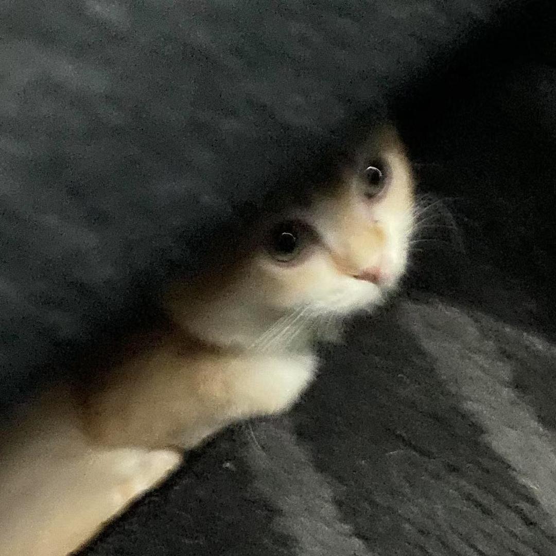 会不会说话
