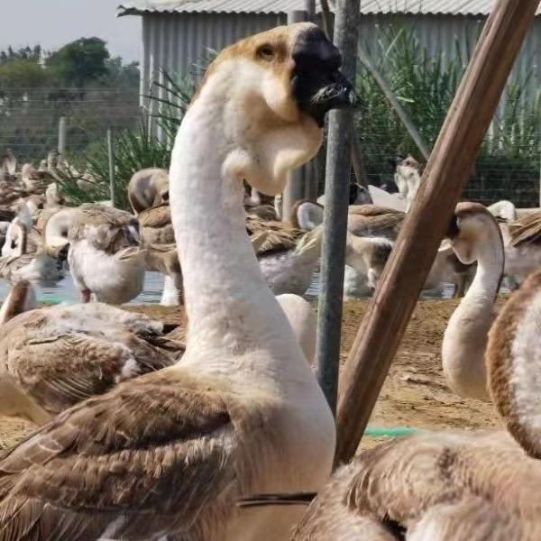 潮欣特大狮头鹅零售批发