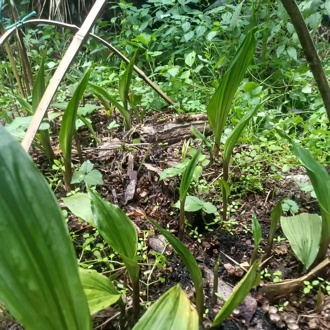 野生毛慈菇