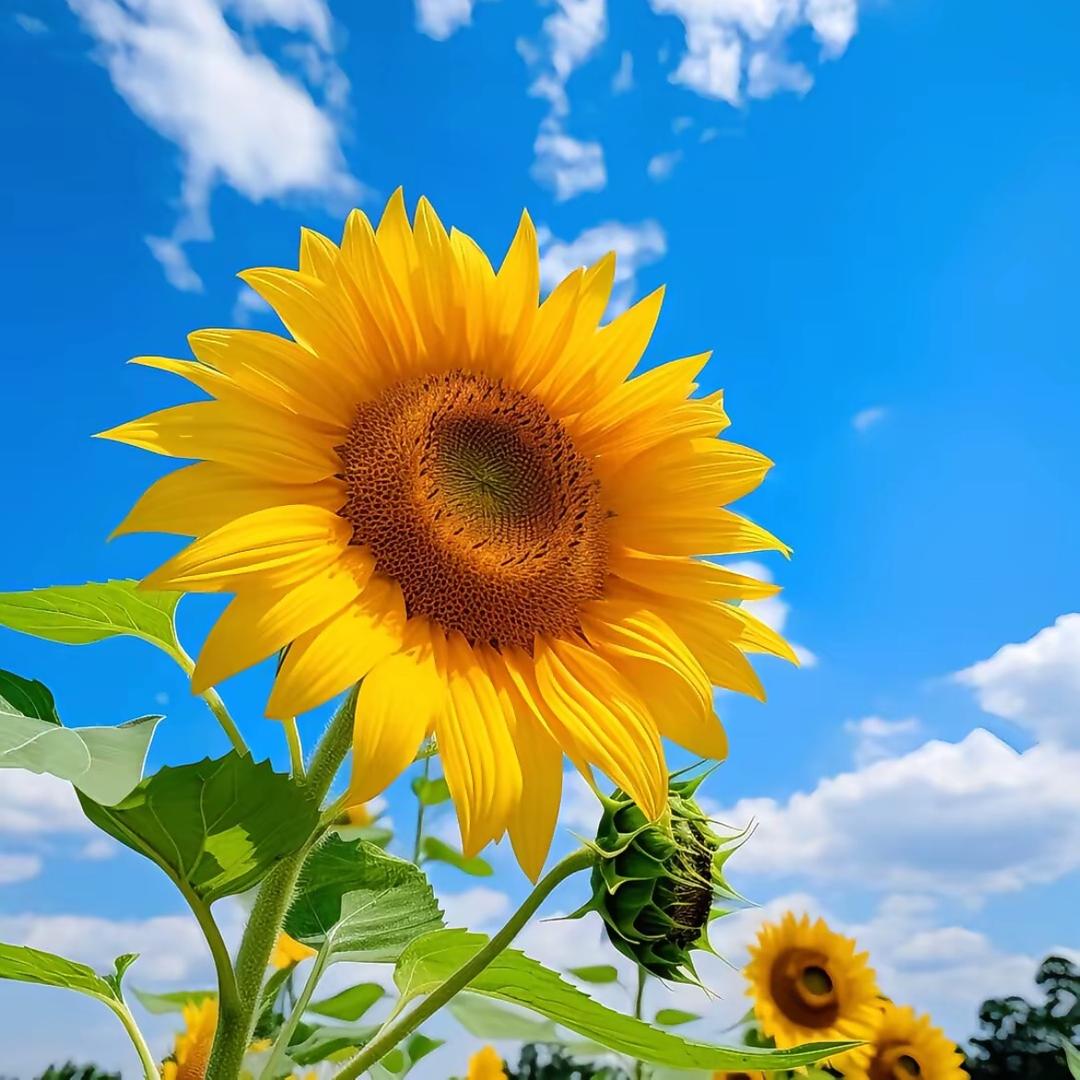向阳而生🌻温暖