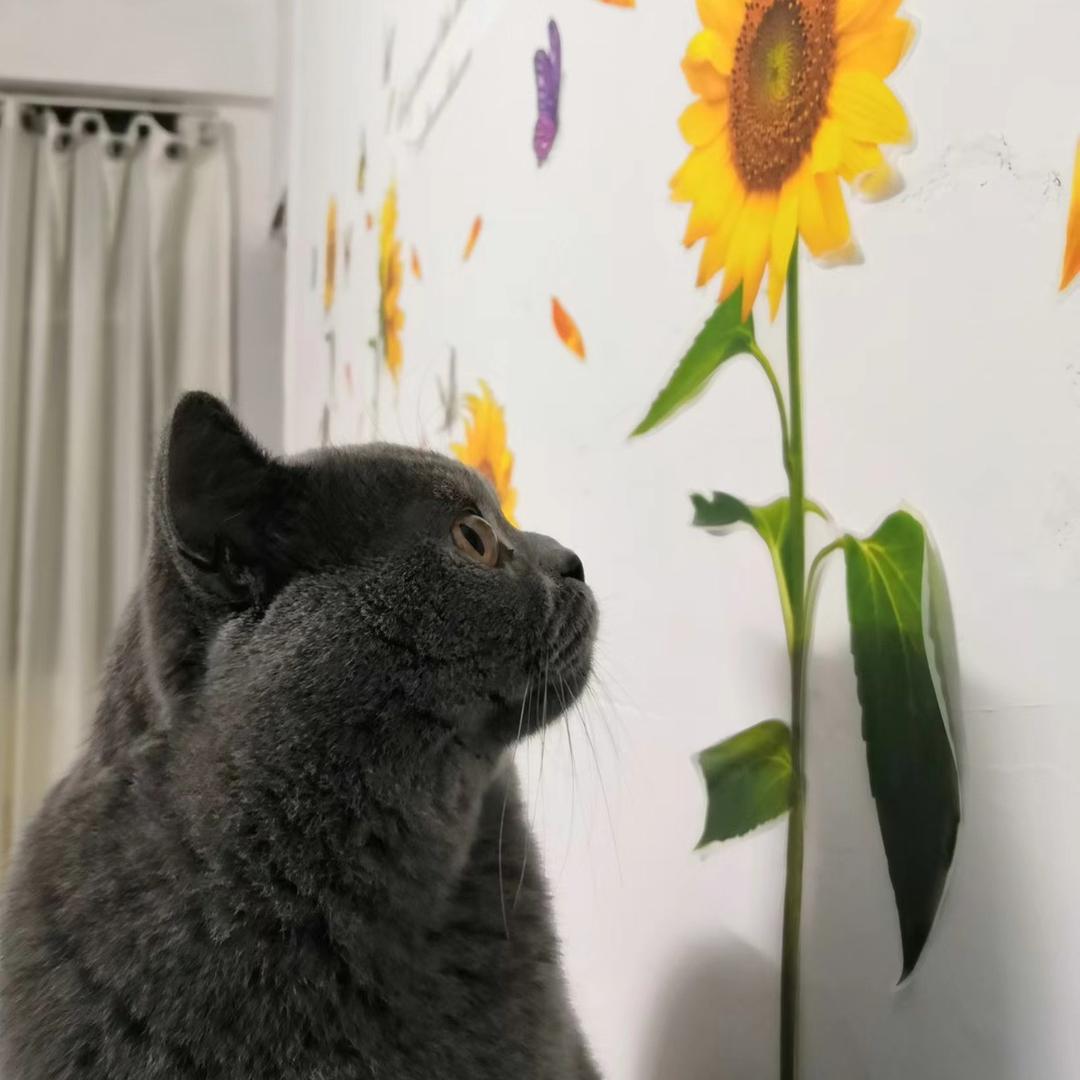 芝麻糊的糊