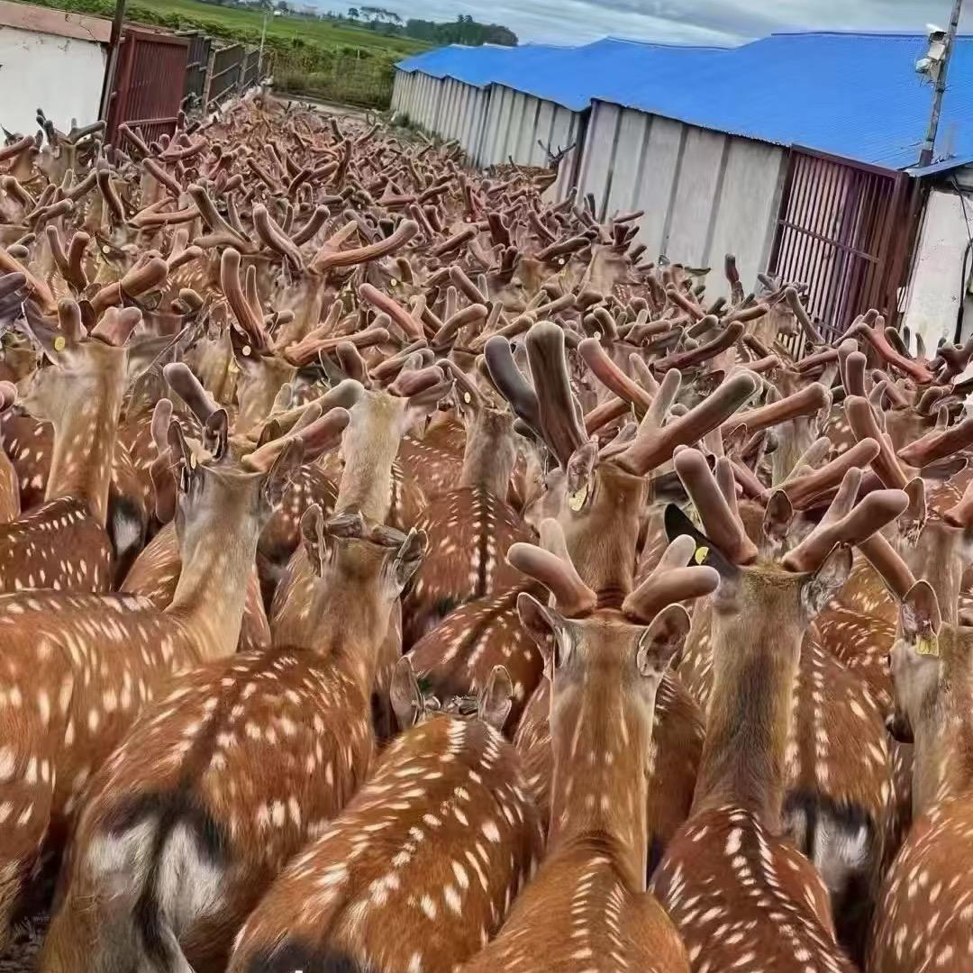祥鑫养殖好货铺子