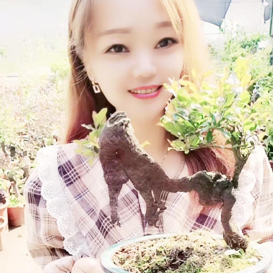 金弹子、老鸦柿（威远品种基地）