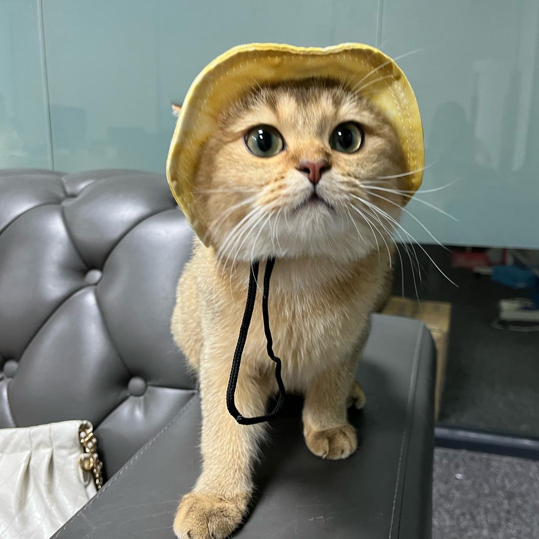 努力