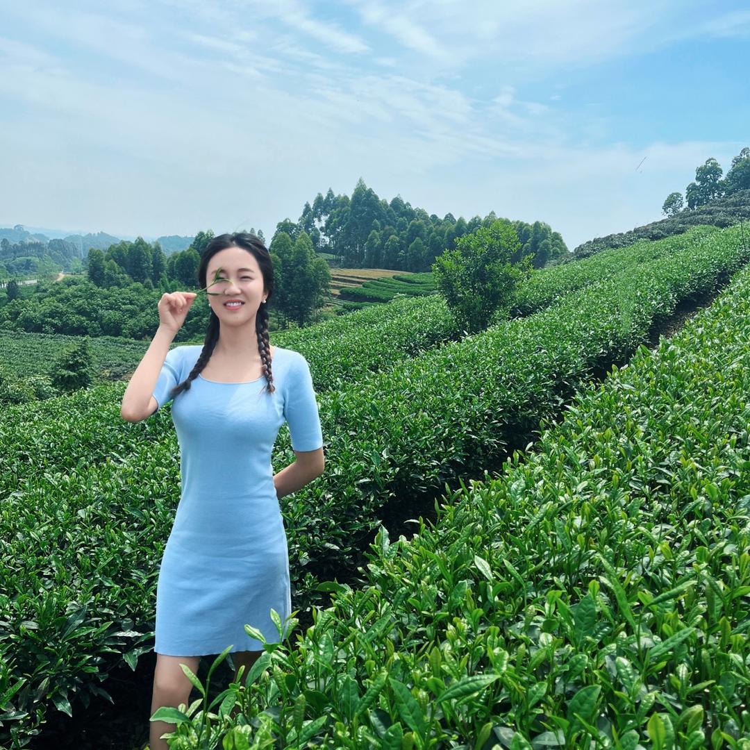 女侠茶叶
