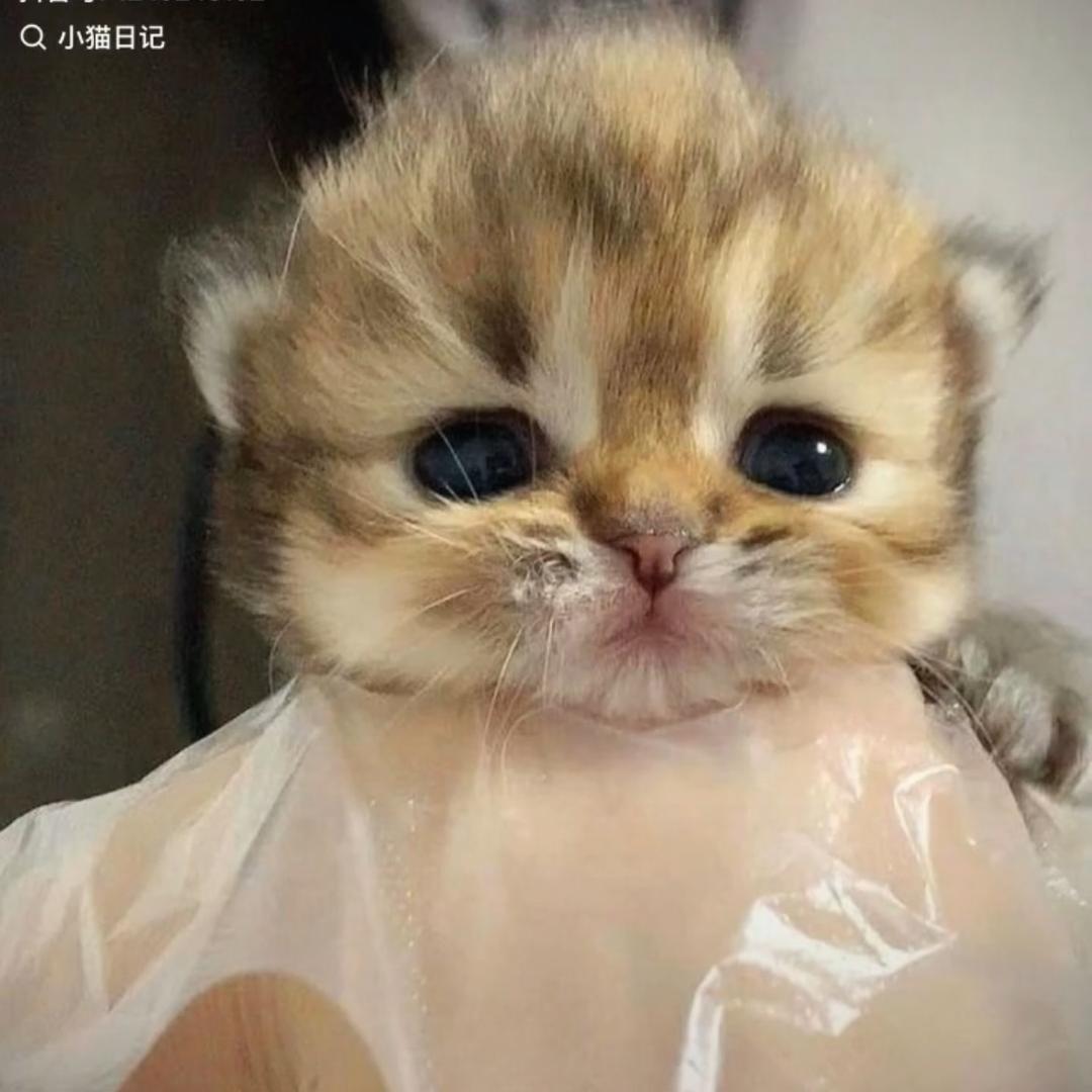 麦麦猪