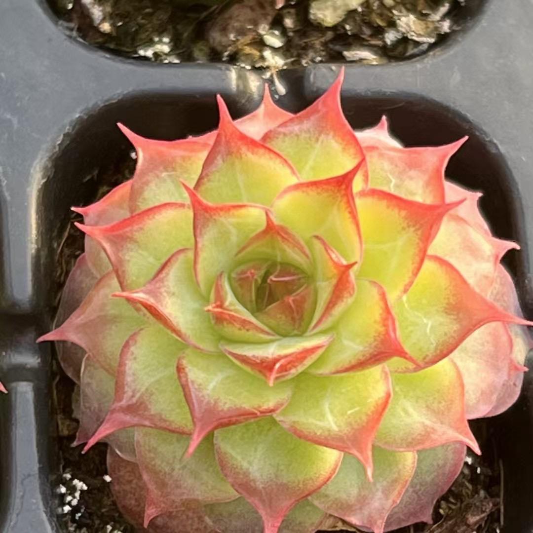 一花多肉花坊