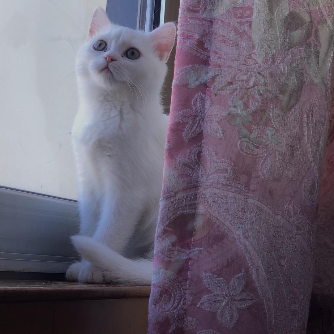 丸提安