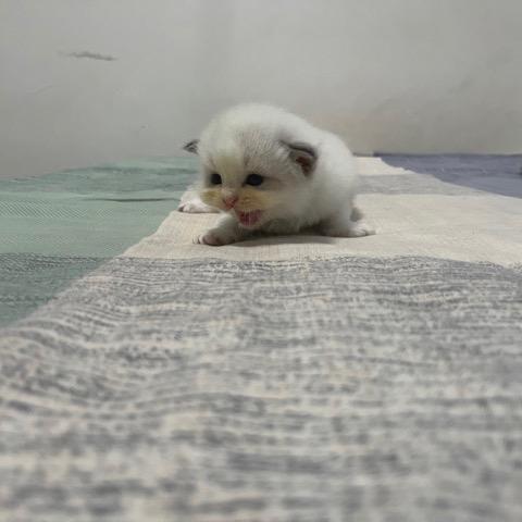 灵活的胖子🌈.