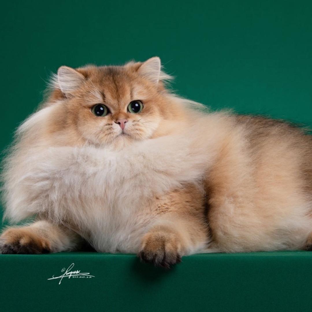 王辣辣（wll_cats）