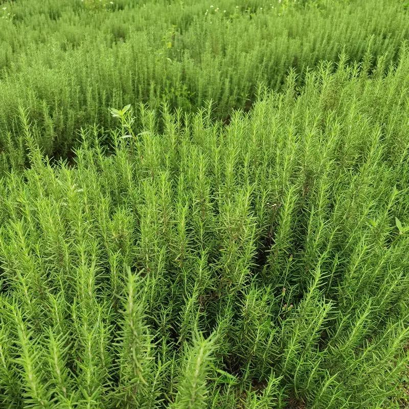 乡意浓中药材种植基地