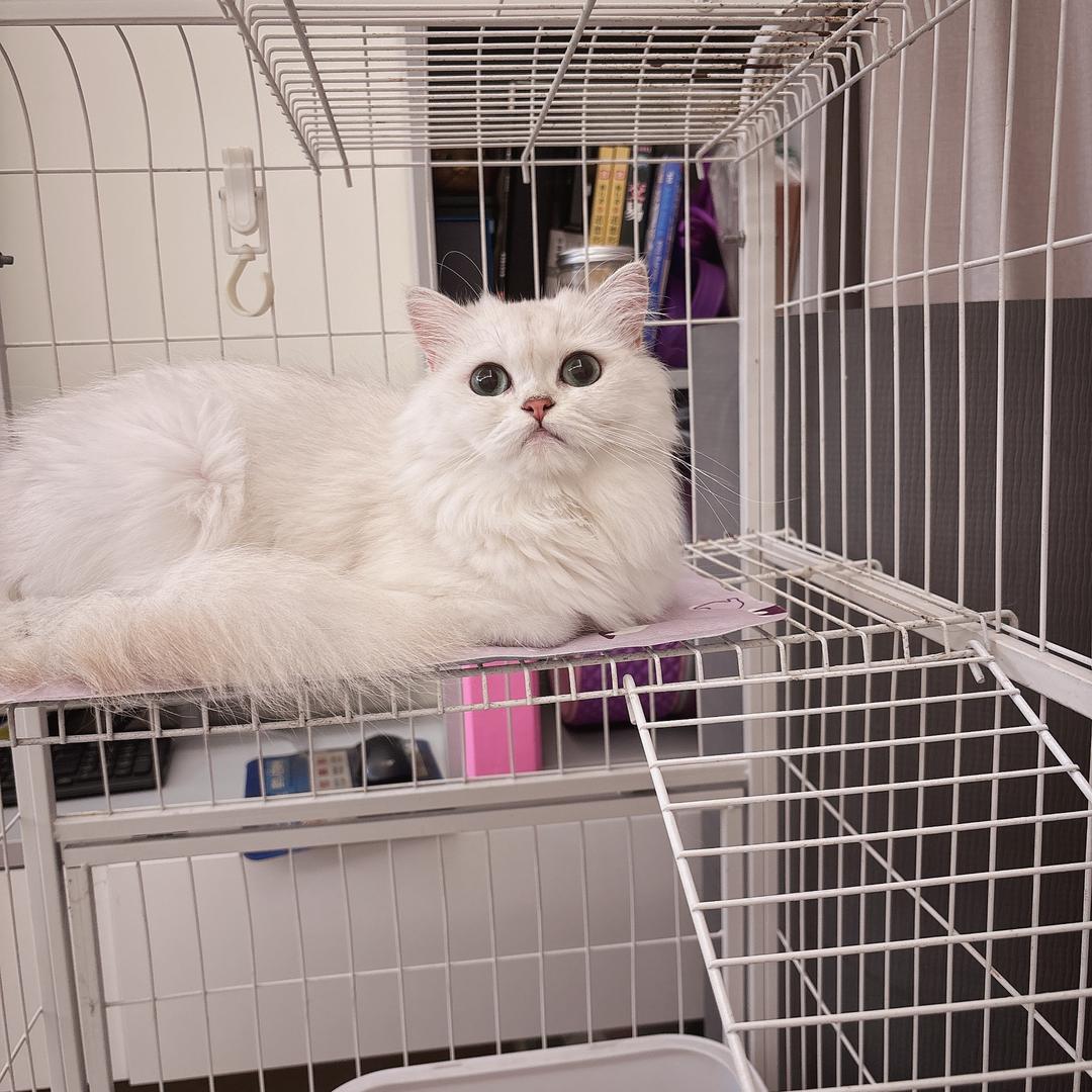 深圳大花脸猫宠宠物用品店