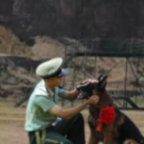 威海朗特训犬基地