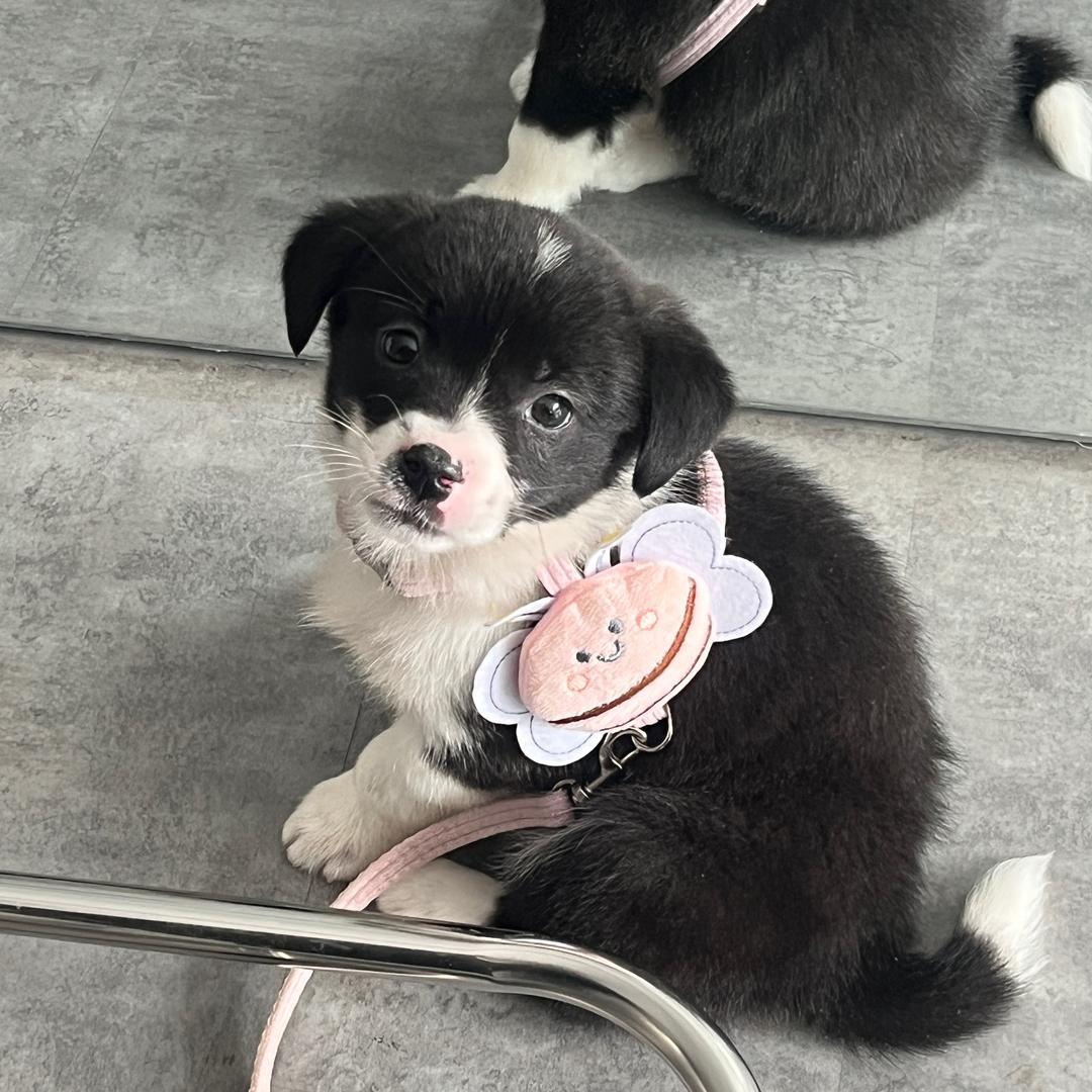 一只赵来福^_^